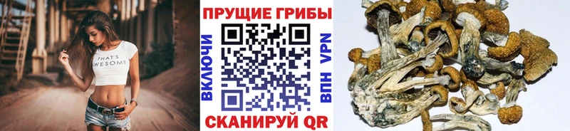 Псилоцибиновые грибы мицелий  Котовск 